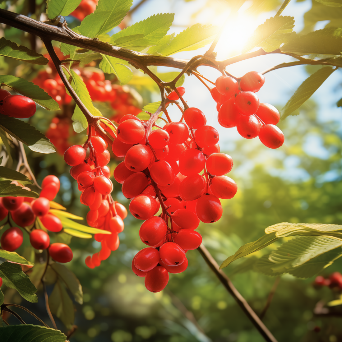 Guarana - našlápnutá kofeinem